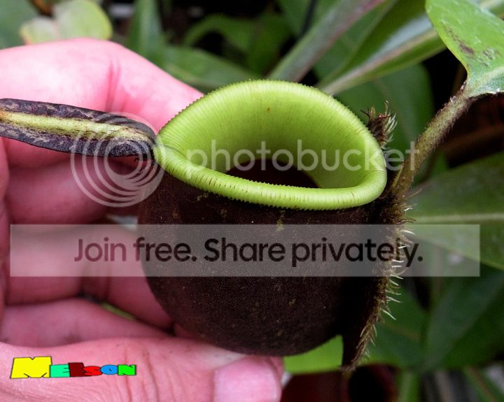 blackgreenamp_zpsd74ab3f9.jpg