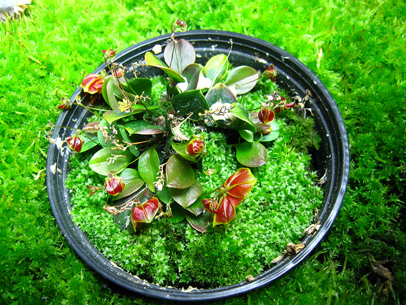 lepanthes1.jpg