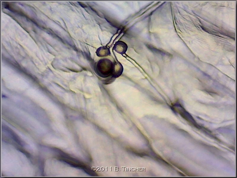 folliculata_pollentubes_hf.jpg