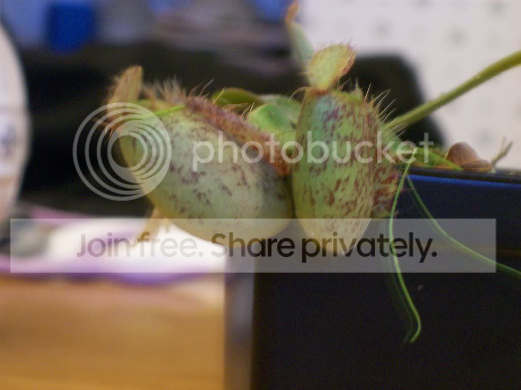 plants023.jpg