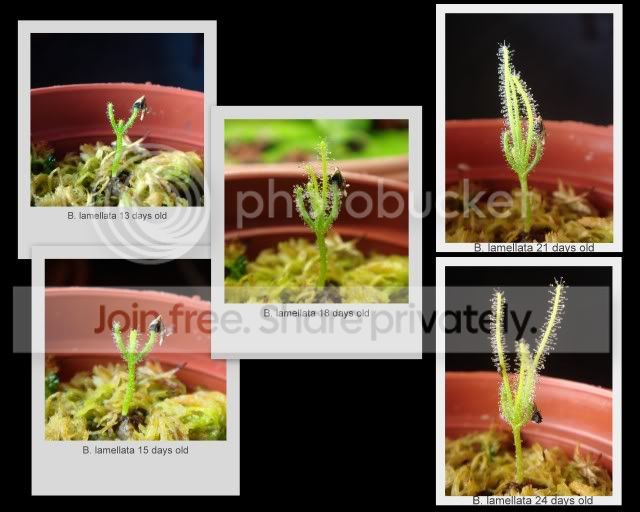 byblis_lamellata_seedling1.jpg