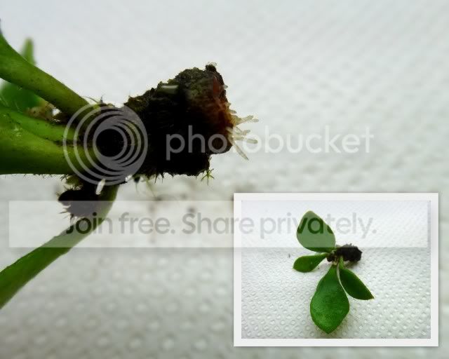 cephalotus_rhizome_cutting4_101211.jpg