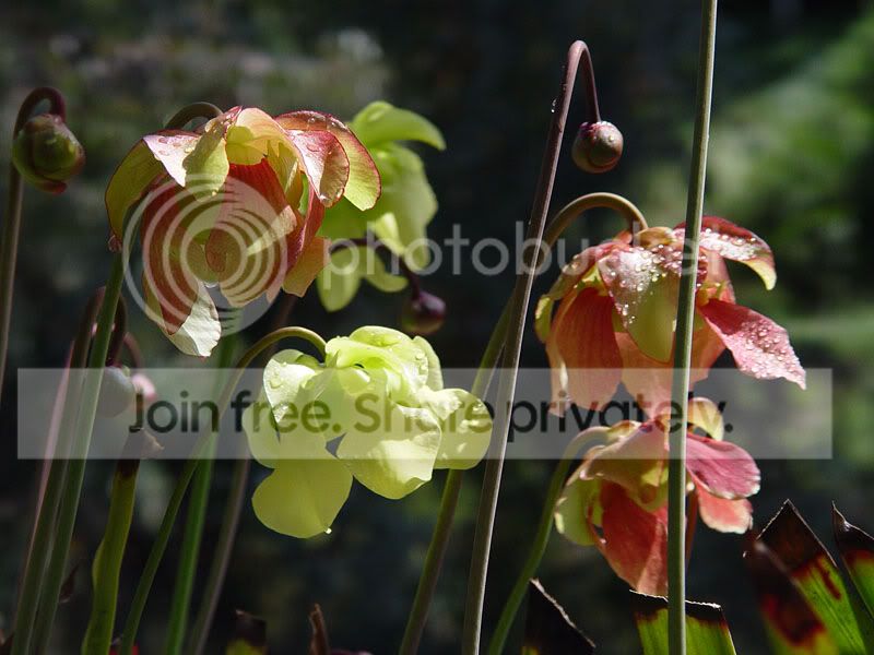 sarr_flowers08_05.jpg