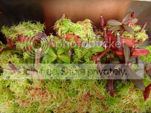 nepenthes_adnata8_050215_zpsgfbglray.jpg