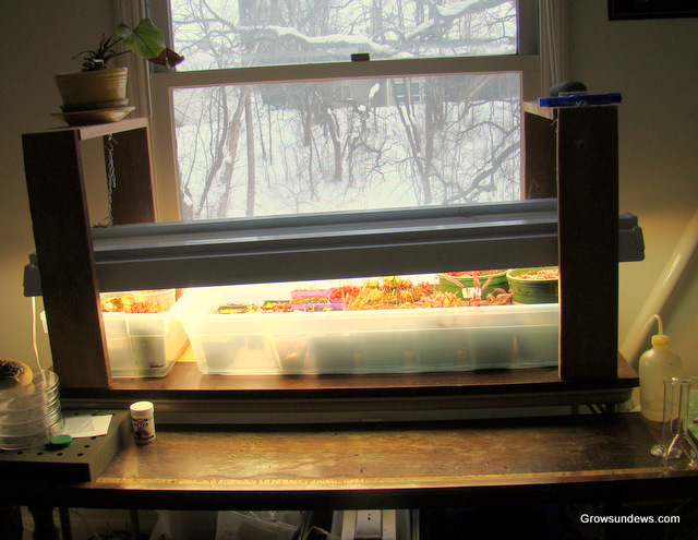 sundews_tray_method.JPG