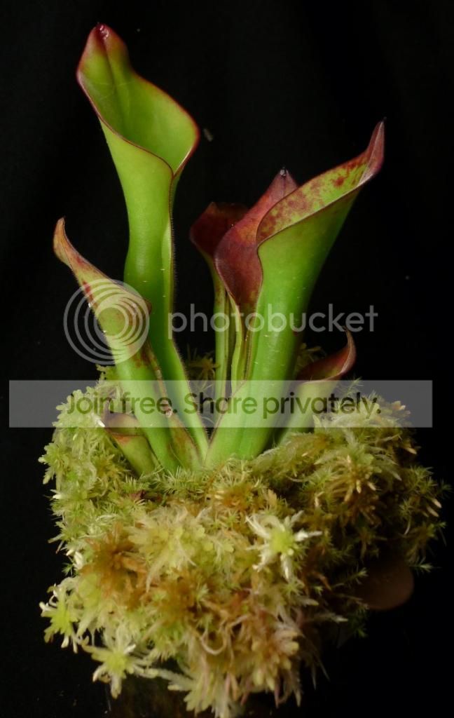 HuncinataNASC033113RS.jpg