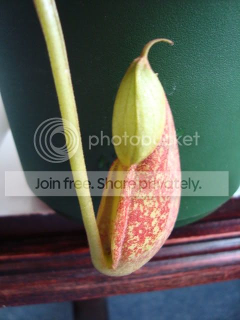 DSC00275.jpg