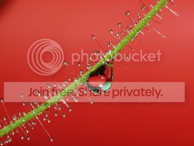 byblis_guehoi_dewdrops2_010912.jpg