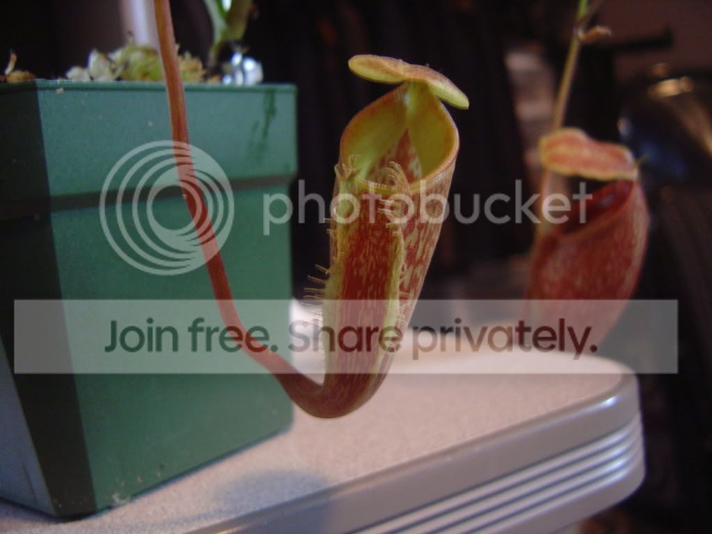 Talangensisintermediatepitcher003.jpg