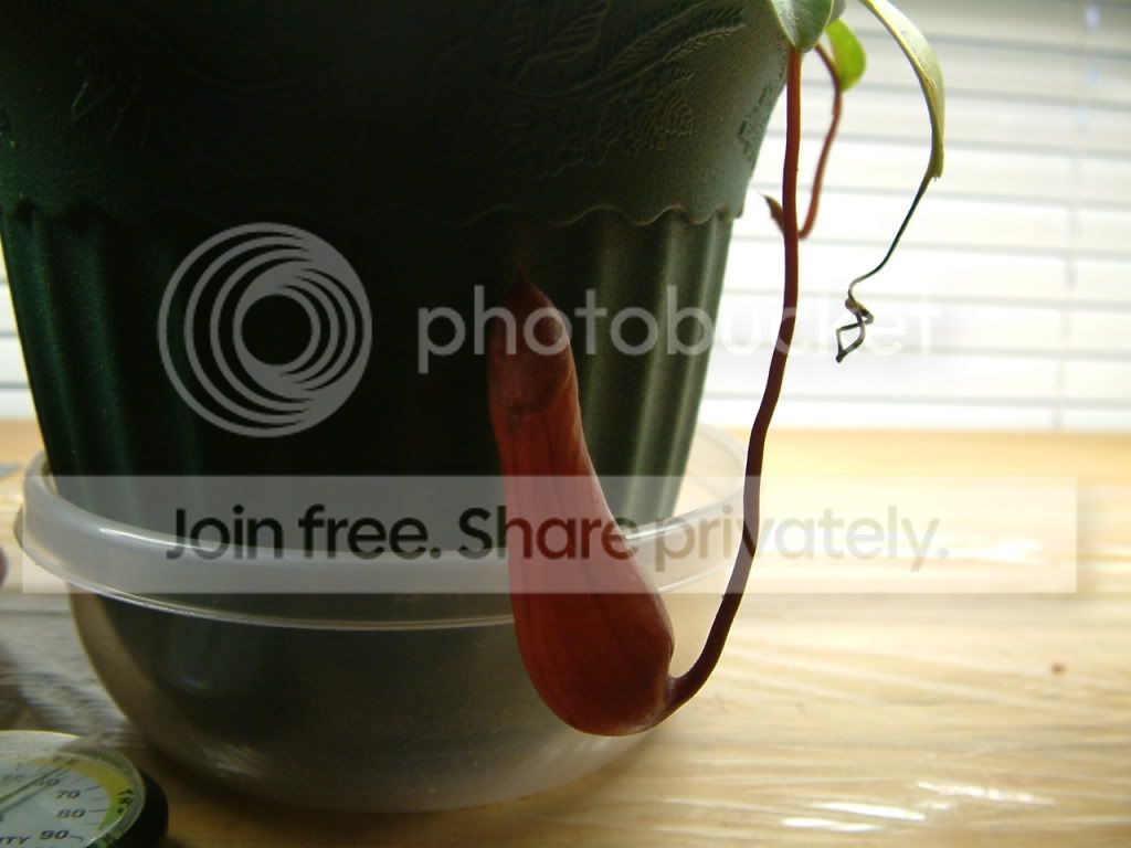 Plants006.jpg