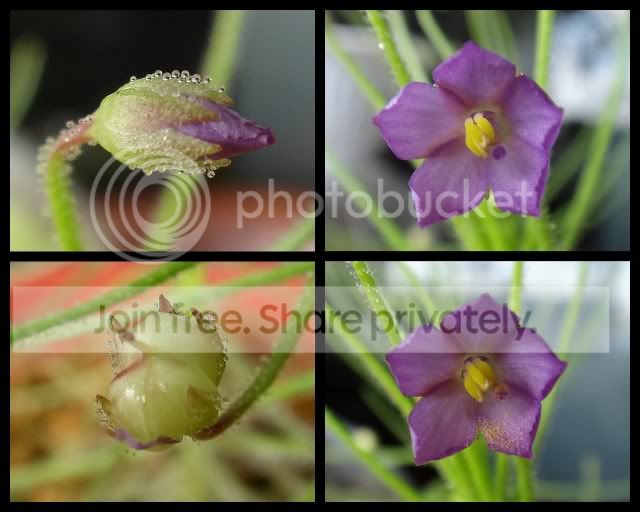 byblis_aquatica_flower_fruit.jpg