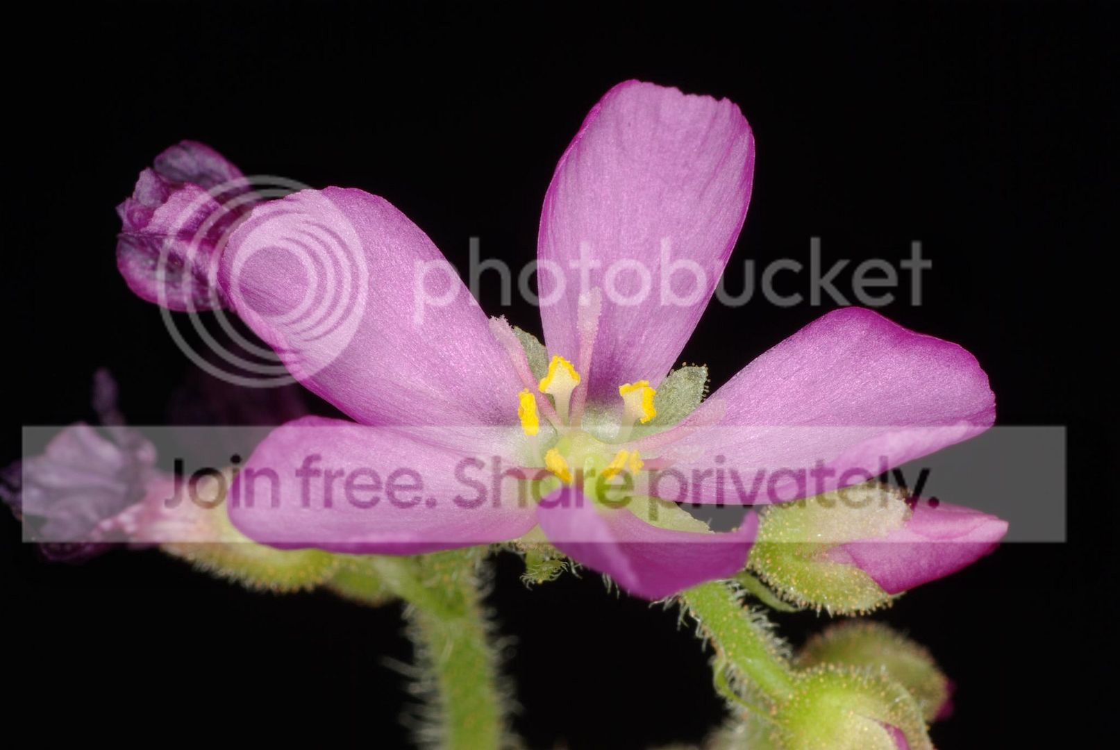 IMGP7925.jpg