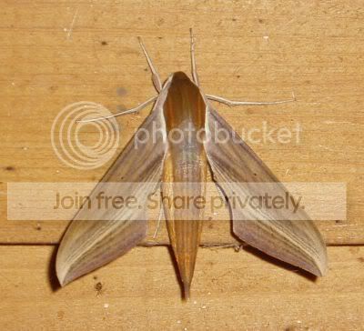 Sphinxatsion071610RS.jpg