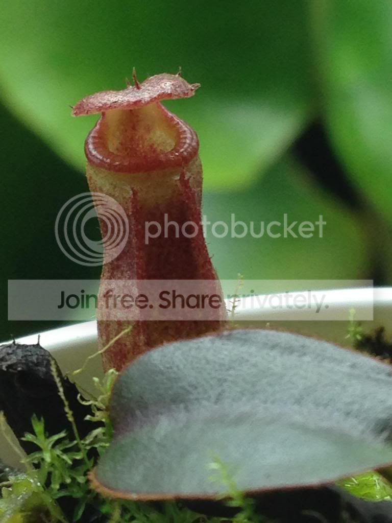 image_zps4256244a.jpg