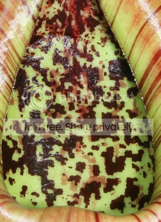 TRUNCATA0403107.jpg