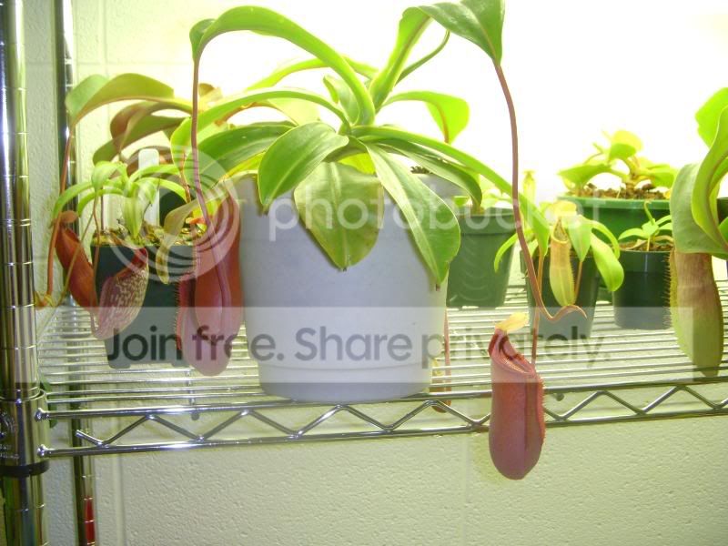 DSCN3460.jpg
