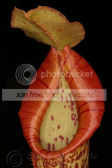 Close-up-CPs-026.jpg