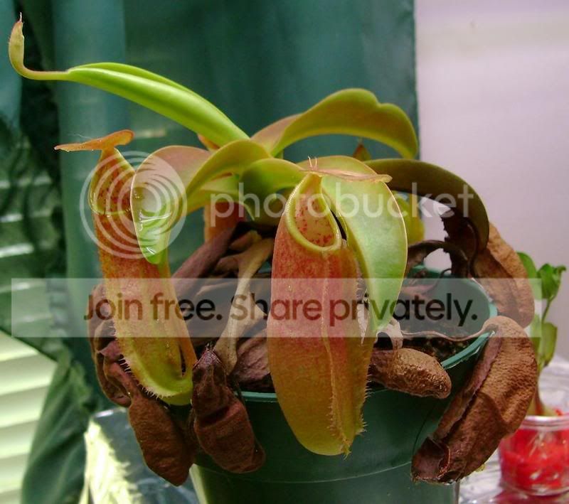 sanguinea.jpg