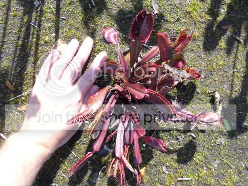 VFT-reddragon_10-5-11.jpg