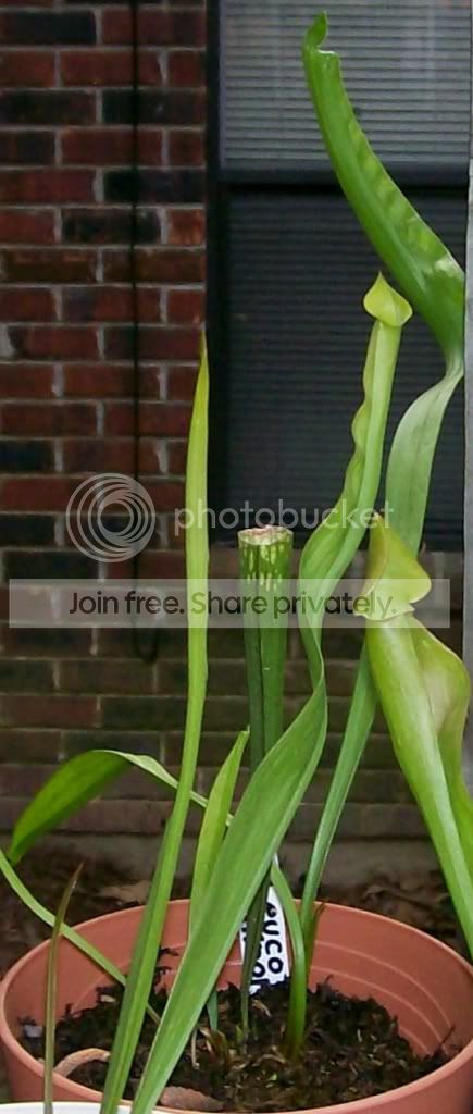 CarnivorousPlants001-Copy3.jpg