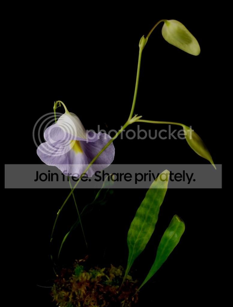 Uendresiiplantwflower020613RSmod.jpg