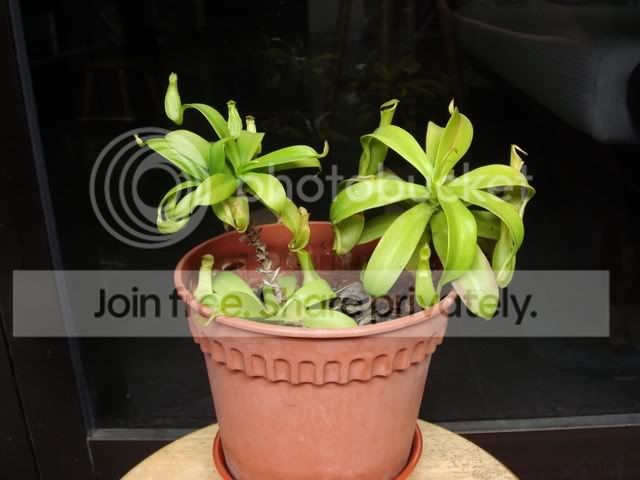 reinwardtiana_plant.jpg