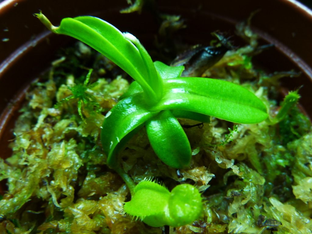 plants10032012072.jpg