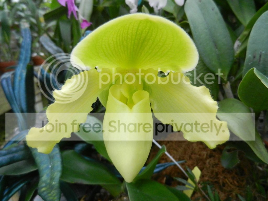 UNCCGreenhouse002.jpg