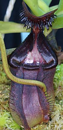 Nepenthes_ephippiata_Copyright_R_Simek.jpg