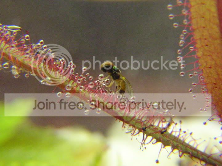 adelaeprey2121205.jpg