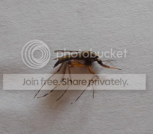 mosquito03_7-8-11.jpg