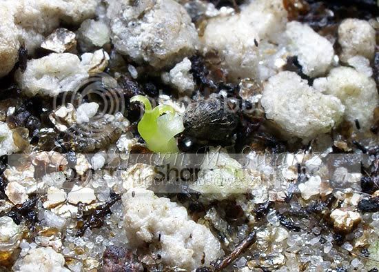 dewy-pine-germination1.jpg