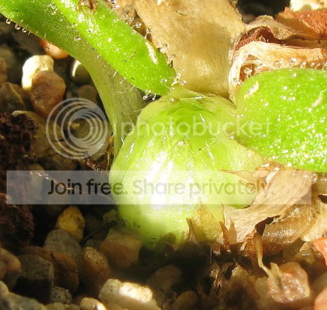 IMG_0215-Pheterophylla.jpg