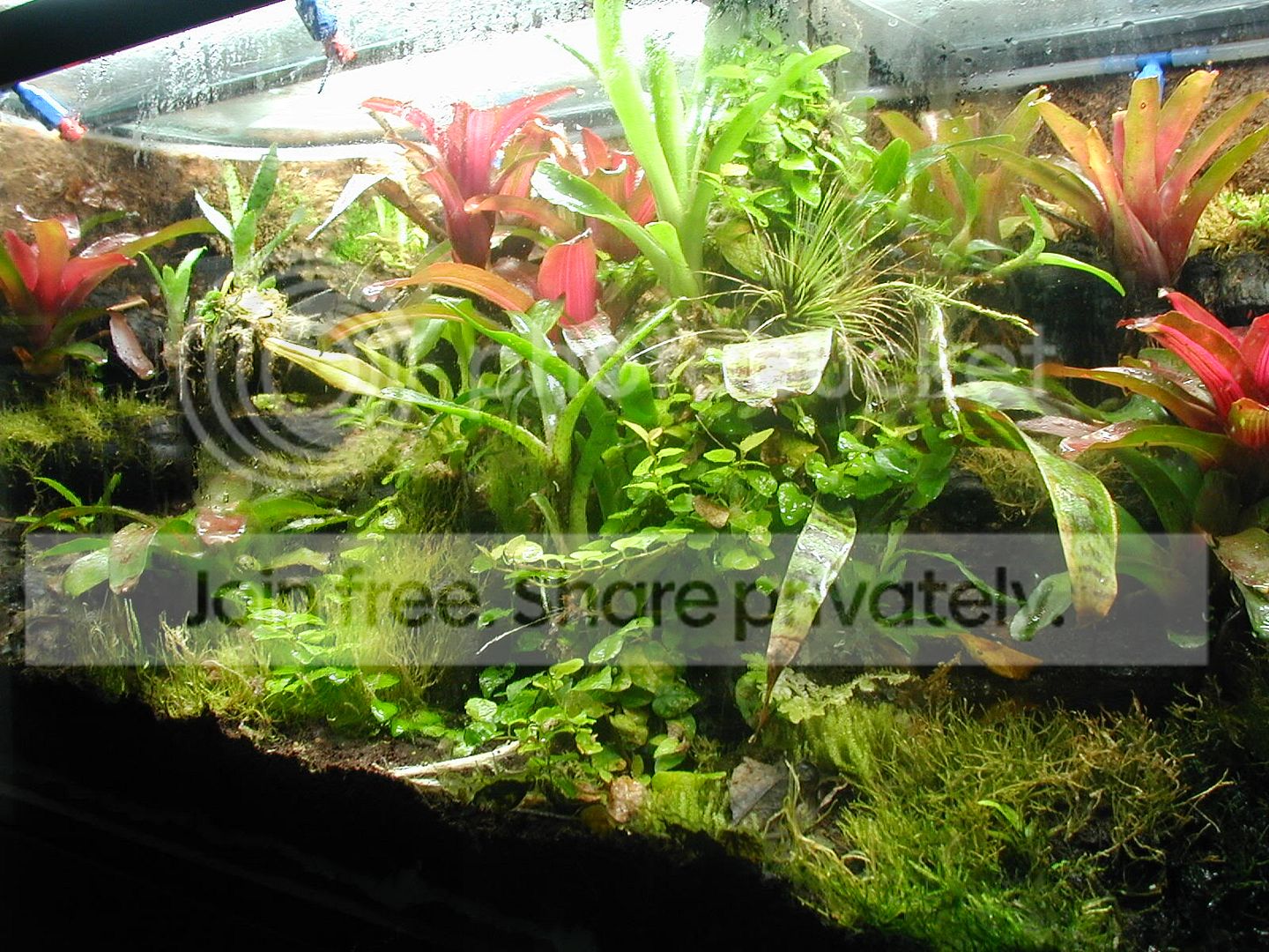 Terrarium1012.jpg