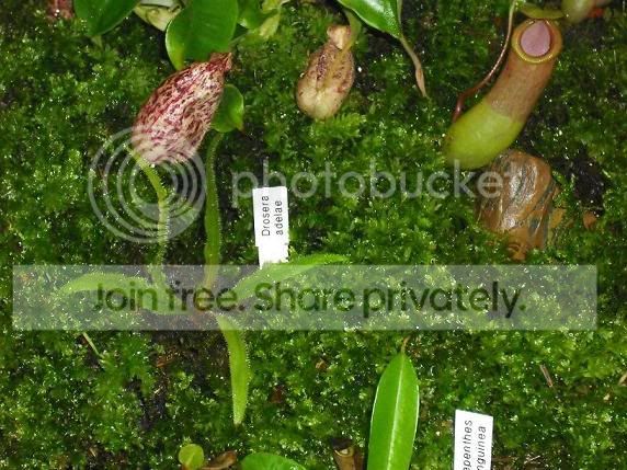 adelaeventrata.jpg