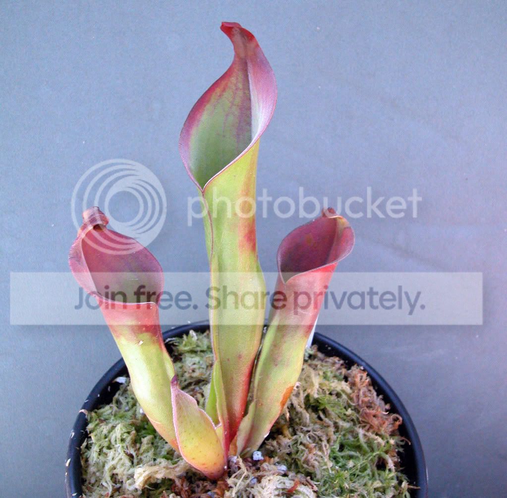 HBUTCHINENSIS.jpg