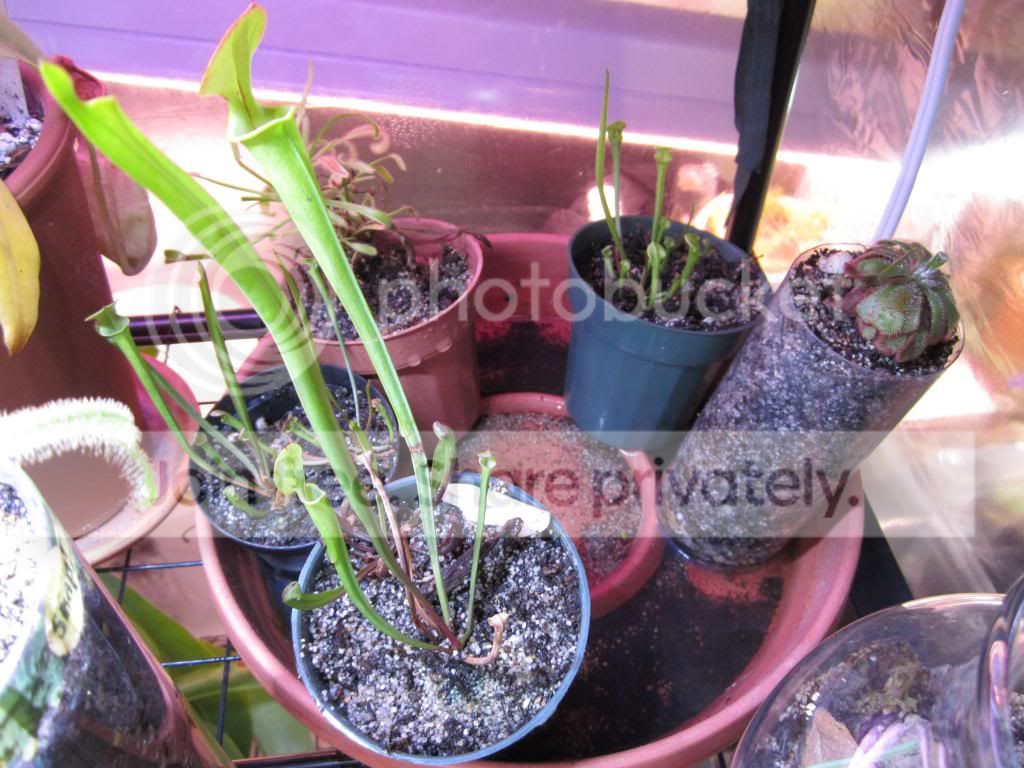 IMG_1415_zps774b5cca.jpg