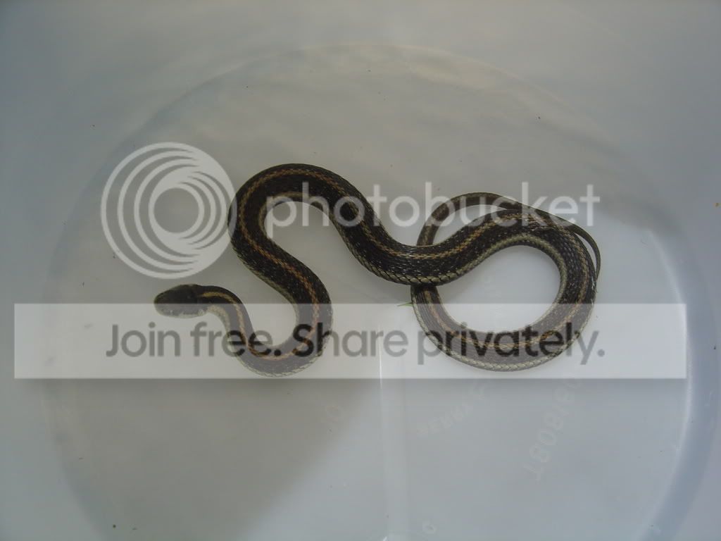 Ribbonsnake2.jpg