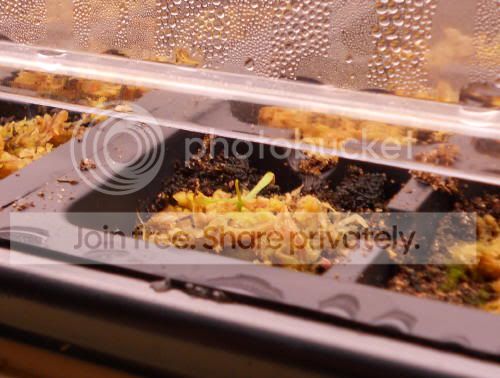 Soreo_12-17-10.jpg