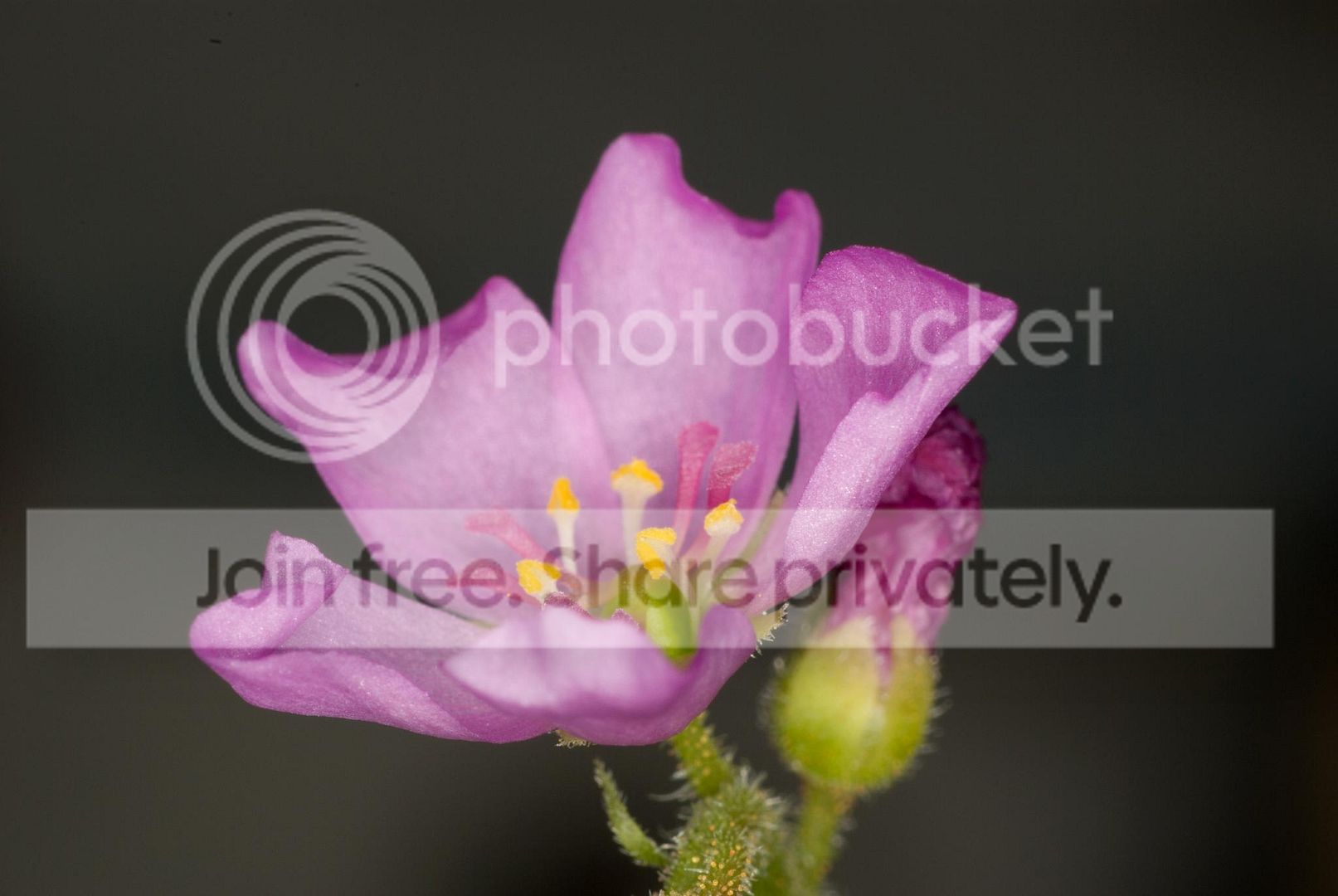 IMGP82541.jpg