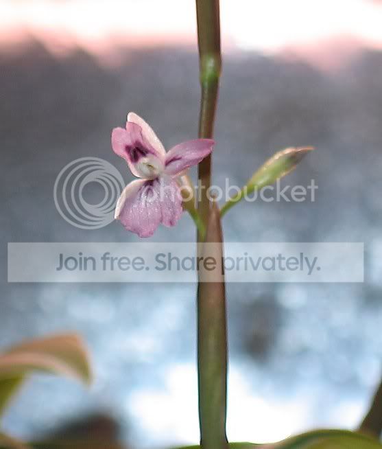 mysteryflower.jpg