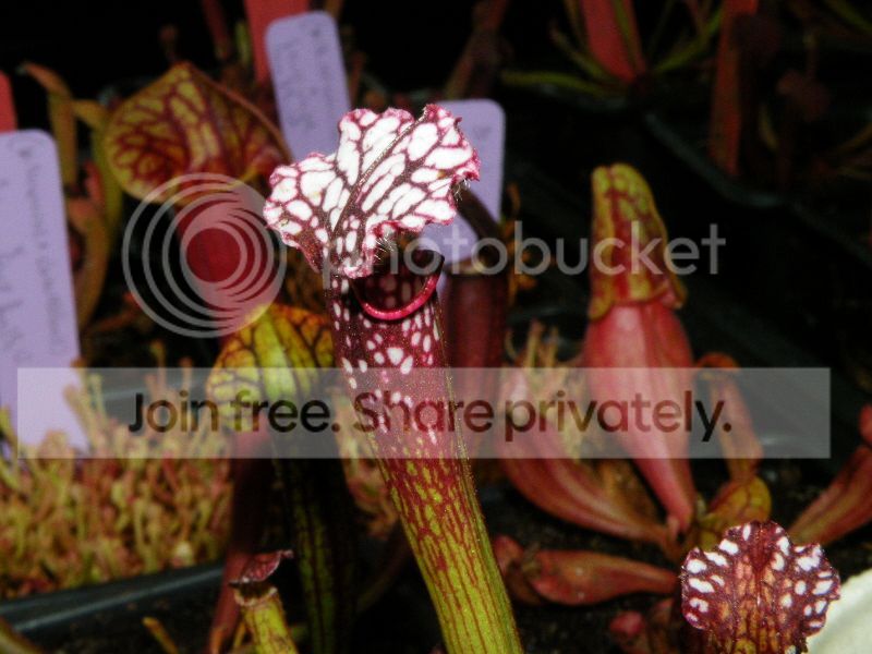 DSCF9525.jpg