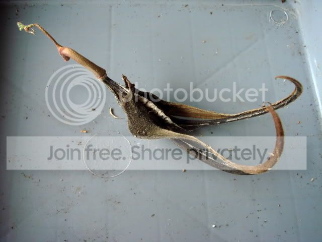 proboscidea_parviflora_seedpod.jpg