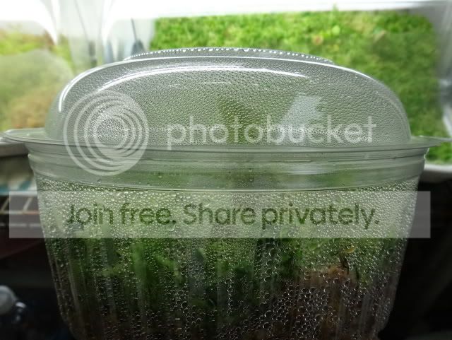 drosera_schizandra_breadbox1.jpg
