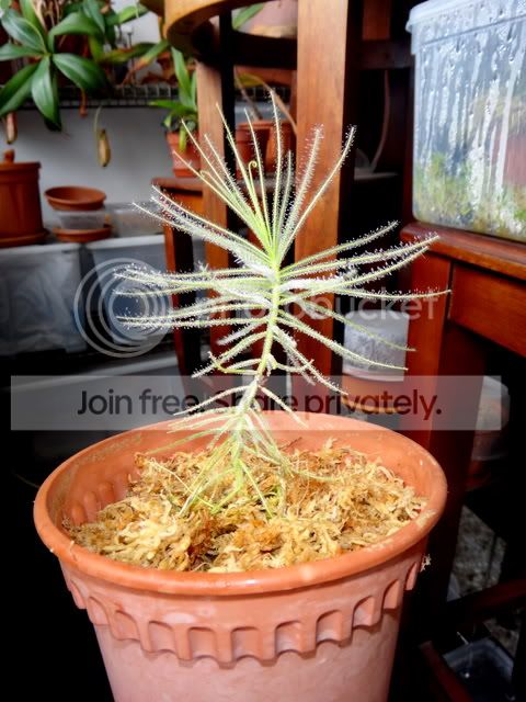 byblis_guehoi_cutting_repotting2.jpg