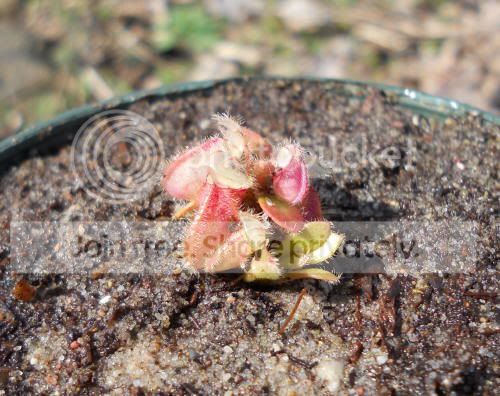 cephalotus_4-14-11.jpg