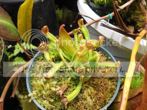 Hnutans_8-22-11.jpg
