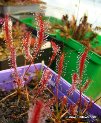 Camporupestris_11_27_10_post.JPG