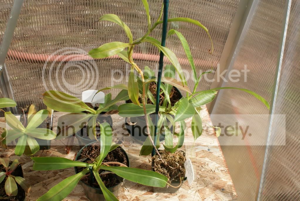 nepenthes1004.jpg