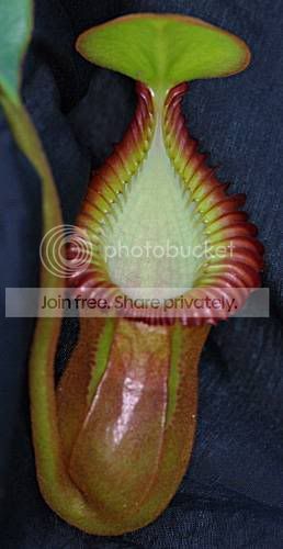 Nepenthes_macrophylla_001_Copyright.jpg